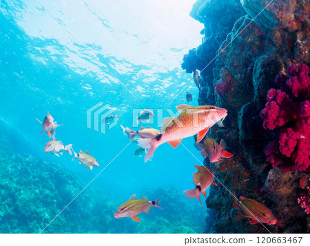 美麗的斑岩（Acanthidae）群和其他雛菊（Nizadaidae）。南伊豆町 中木広浜 2024 120663467