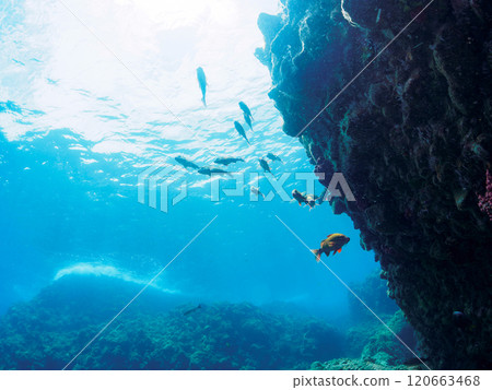 美麗的斑岩（Acanthidae）群和其他雛菊（Nizadaidae）。南伊豆町 中木広浜 2024 120663468