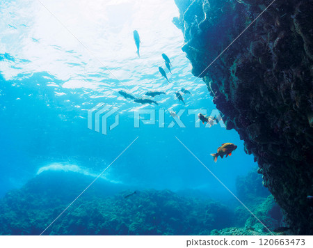 A beautiful school of scad (family Acanthidae), scad (family Acanthidae) and other fish. Nakagi Hirizo Beach, Minamiizu Town, 2024 120663473