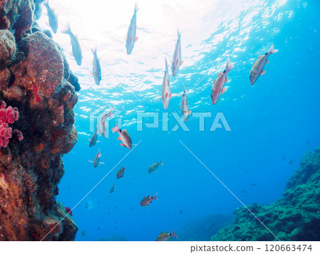 A beautiful school of scad (family Acanthidae), scad (family Acanthidae) and other fish. Nakagi Hirizo Beach, Minamiizu Town, 2024 120663474