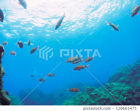 A beautiful school of scad (family Acanthidae), scad (family Acanthidae) and other fish. Nakagi Hirizo Beach, Minamiizu Town, 2024 120663475
