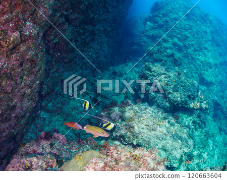 一群美麗的摩爾魚、豪豬、雛菊、蝴蝶魚等。南伊豆町 中木広浜 2024 120663604