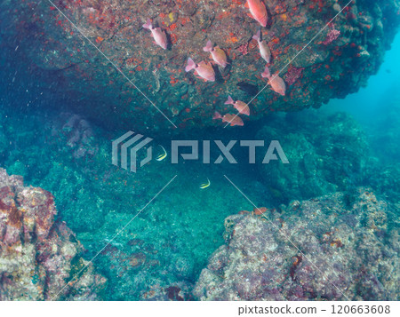 一群美麗的摩爾魚、豪豬、雛菊、蝴蝶魚等。南伊豆町 中木広浜 2024 一群美麗的摩爾魚、豪豬、雛菊、蝴蝶魚等。南伊豆町 中木広浜 2024 120663608