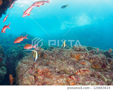 一群美麗的摩爾魚、豪豬、雛菊、蝴蝶魚等。南伊豆町 中木広浜 2024 一群美麗的摩爾魚、豪豬、雛菊、蝴蝶魚等。南伊豆町 中木広浜 2024 120663614