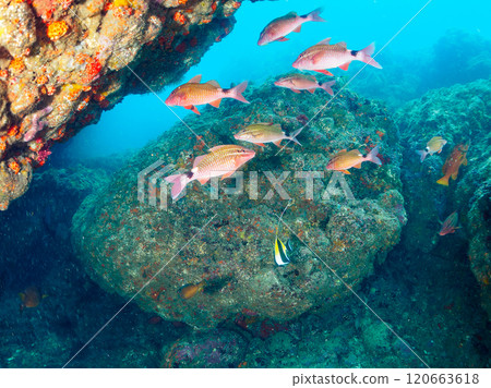 一群美麗的摩爾魚、豪豬、雛菊、蝴蝶魚等。南伊豆町 中木広浜 2024 120663618
