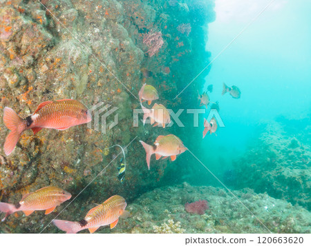 一群美麗的摩爾魚、豪豬、雛菊、蝴蝶魚等。南伊豆町 中木広浜 2024 120663620