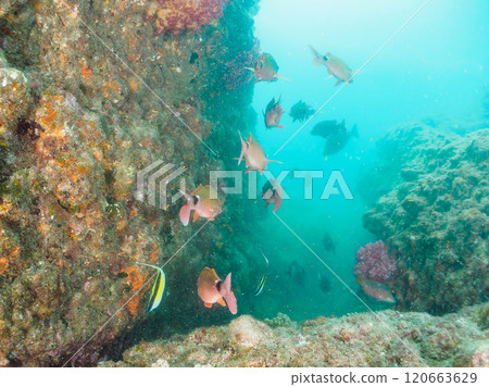 Beautiful schools of moorish idols, goatfish, snappers, butterflyfish and more. Nakagi Hirizo Beach, Minamiizu Town, 2024 Beautiful schools of moorish idols, goatfish, snappers, butterflyfish and more. Nakagi Hirizo Beach, Minamiizu Town, 2024 120663629