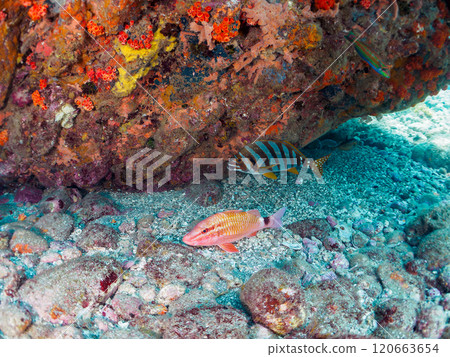 A colony of Iboyagi (Xanthophoridae) and other beautiful species of Goatfish (Goatfish family). Minamiizu Nakagi Hirizo Beach 2024 120663654