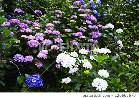Hydrangea flower Hydrangea flower 120663676
