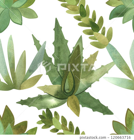 Succulents: seamless watercolor pattern on a white background for wrapping paper and print on fabric, home textiles. Home gardening, hobby. Succulents: seamless watercolor pattern on a white background for wrapping paper and print on fabric, home textiles. Home gardening, hobby. 120663716