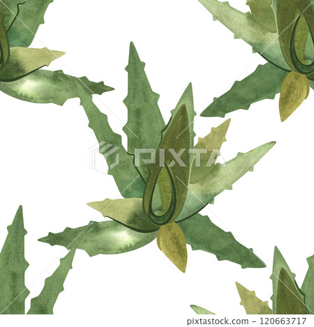 Aloe. Succulents: seamless watercolor pattern on a white background for wrapping paper and print on fabric, home textiles. Home gardening, hobby. Aloe. Succulents: seamless watercolor pattern on a white background for wrapping paper and print on fabric, home textiles. Home gardening, hobby. 120663717