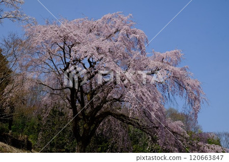 垂枝櫻花的風景[相模原市津久井4月] 120663847