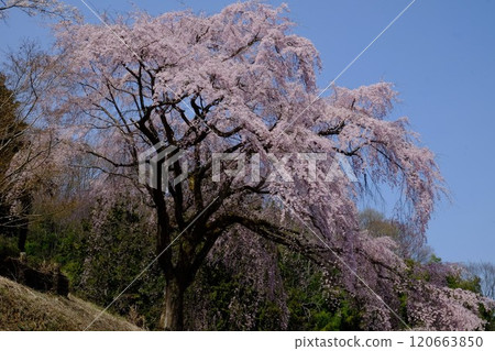 Weeping cherry trees bathed in the spring sunshine [Tsukui, Sagamihara City, April] 120663850