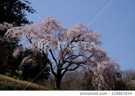 Weeping cherry blossoms at Kannonji Temple stand out against the blue sky [Tsukui, Sagamihara City, April] 120663854