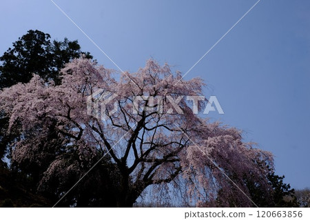Weeping cherry blossoms [Tsukui, Sagamihara City, April] 120663856
