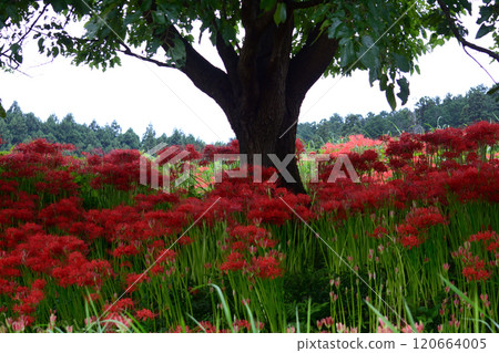箕澤彼岸花公園 2024年9月29日 #78 120664005