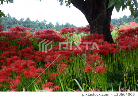 箕澤彼岸花公園 2024年9月29日 #79 120664006