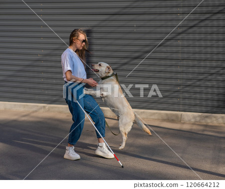 A blind woman walks her guide dog on the street. Girl hugging a labrador. A blind woman walks her guide dog on the street. Girl hugging a labrador. 120664212