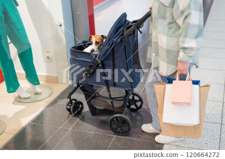 A Caucasian woman is shopping with her Jack Russell Terrier dog in a stroller in a shopping mall. 120664272