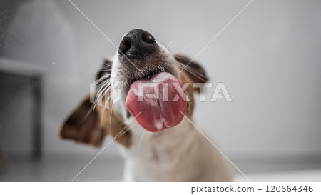 Jack Russell Terrier dog licking transparent glass on white background.  120664346