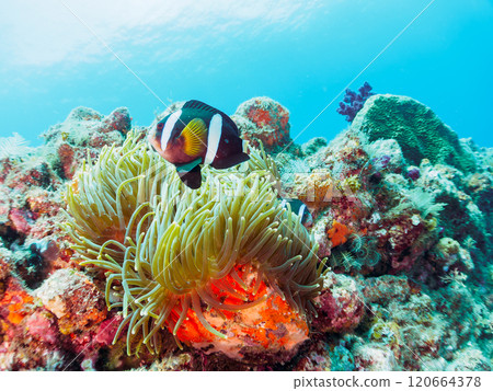 美麗的海葵田裡有一對可愛的小丑魚(海葵亞科)。加茂郡南伊豆町 Nakagi Hirizohama-2024 美麗的海葵田裡有一對可愛的小丑魚(海葵亞科)。加茂郡南伊豆町 Nakagi Hirizohama-2024 120664378