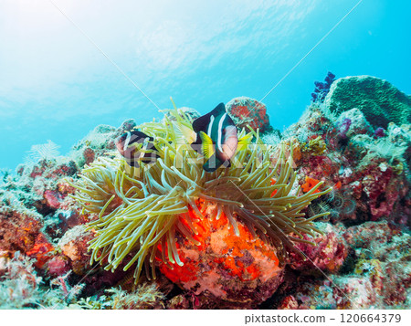 A pair of cute clownfish (subfamily Amphiprioninae) in a beautiful sea anemone field. Nakagi Hirizo Beach, Minamiizu-cho, Kamo-gun - 2024 A pair of cute clownfish (subfamily Amphiprioninae) in a beautiful sea anemone field. Nakagi Hirizo Beach, Minamiizu-cho, Kamo-gun - 2024 120664379