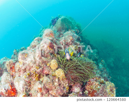 美麗的海葵田裡有一對可愛的小丑魚(海葵亞科)。加茂郡南伊豆町 Nakagi Hirizohama-2024 美麗的海葵田裡有一對可愛的小丑魚(海葵亞科)。加茂郡南伊豆町 Nakagi Hirizohama-2024 120664380