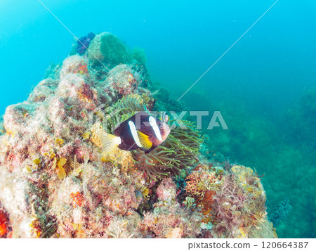 A pair of cute clownfish (subfamily Amphiprioninae) in a beautiful sea anemone field. Nakagi Hirizo Beach, Minamiizu-cho, Kamo-gun - 2024 A pair of cute clownfish (subfamily Amphiprioninae) in a beautiful sea anemone field. Nakagi Hirizo Beach, Minamiizu-cho, Kamo-gun - 2024 120664387