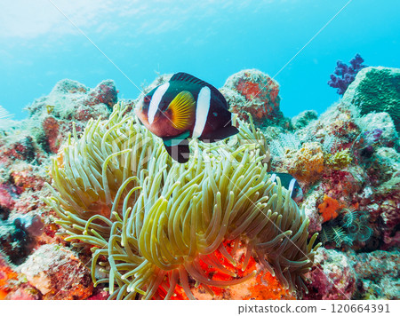 美麗的海葵田裡有一對可愛的小丑魚（海葵亞科）。加茂郡南伊豆町 Nakagi Hirizohama-2024 120664391