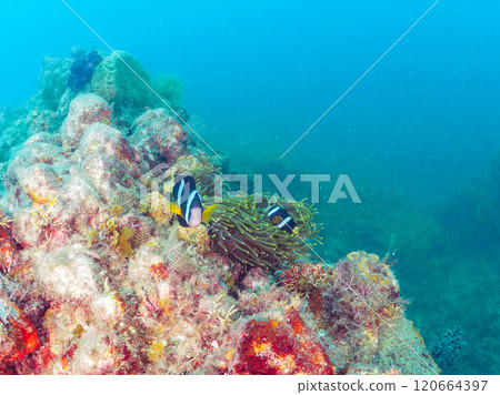 A pair of cute clownfish (subfamily Amphiprioninae) in a beautiful sea anemone field. Nakagi Hirizo Beach, Minamiizu-cho, Kamo-gun - 2024 A pair of cute clownfish (subfamily Amphiprioninae) in a beautiful sea anemone field. Nakagi Hirizo Beach, Minamiizu-cho, Kamo-gun - 2024 120664397