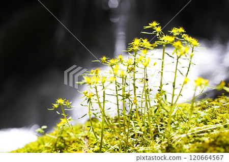 小黃花 小黃花 120664567