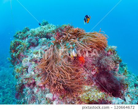A cute pair of clownfish (subfamily Amphiprioninae) guarding their eggs in the beautiful sea anemone patch at Hirizo Beach. Nakagi Hirizo Beach 2024 120664672