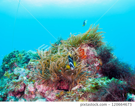 A cute pair of clownfish (subfamily Amphiprioninae) guarding their eggs in the beautiful sea anemone patch at Hirizo Beach. Nakagi Hirizo Beach 2024 120664673
