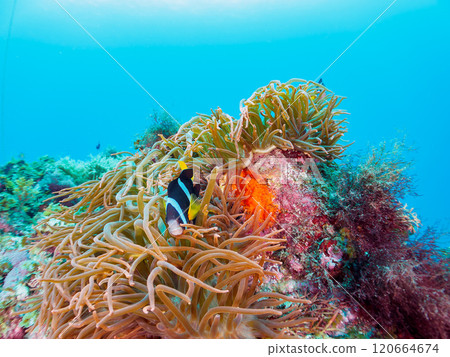 A cute pair of clownfish (subfamily Amphiprioninae) guarding their eggs in the beautiful sea anemone patch at Hirizo Beach. Nakagi Hirizo Beach 2024 A cute pair of clownfish (subfamily Amphiprioninae) guarding their eggs in the beautiful sea anemone patch at Hirizo Beach. Nakagi Hirizo Beach 2024 120664674