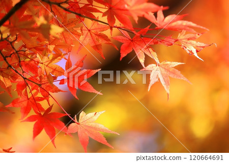 Bright autumn leaves Bright autumn leaves 120664691