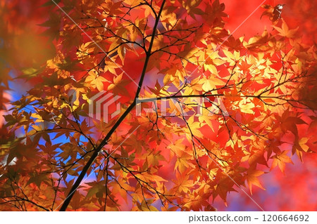 Bright red autumn leaves Bright red autumn leaves 120664692