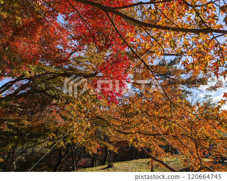 Autumn leaves at Tsuki no Ishi Momiji Park in Nagatoro, Saitama Prefecture Autumn leaves at Tsuki no Ishi Momiji Park in Nagatoro, Saitama Prefecture 120664745