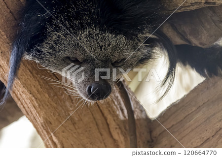 The face of the tree-climbing master Binturong, also known as the bear cat [Viverridae] 120664770