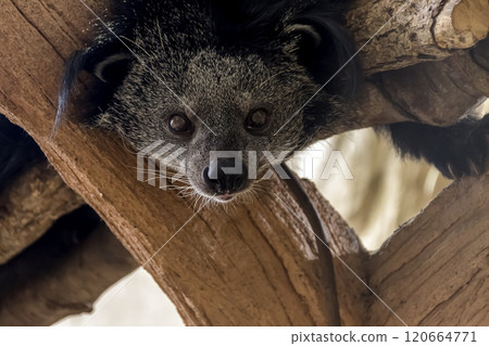 爬樹者熊狸的臉，也稱為熊貓 [Civetidae] 120664771
