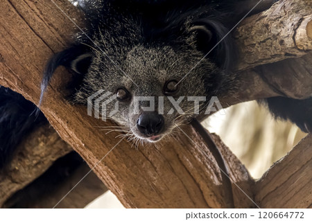 爬樹者熊狸的臉，也稱為熊貓 [Civetidae] 120664772