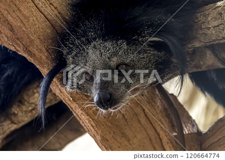 爬樹者熊狸的臉，也稱為熊貓 [Civetidae] 120664774