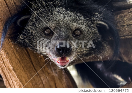 The face of the tree-climbing master Binturong, also known as the bear cat [Viverridae] 120664775