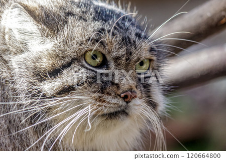The Pallas's cat, also known as the Przewalski's cat, is characterized by a black stripe running from the corner of its eye to its cheek. 120664800