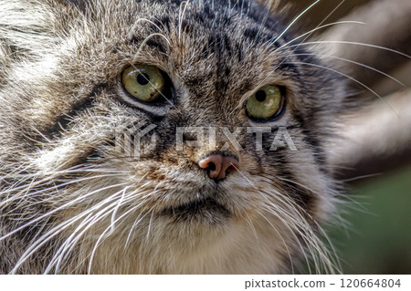 The Pallas's cat, also known as the Przewalski's cat, is characterized by a black stripe running from the corner of its eye to its cheek. The Pallas's cat, also known as the Przewalski's cat, is characterized by a black stripe running from the corner of its eye to its cheek. 120664804