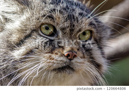 馬努爾貓，也被稱為穆科野貓，其特徵是從眼角到臉頰有一條黑色條紋。 120664806