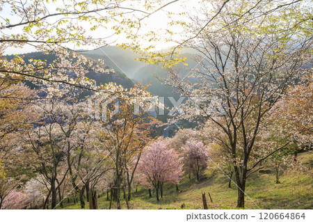 櫻花盛開的世界遺產，清晨的吉野山 120664864