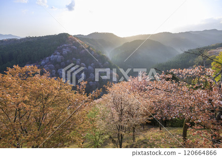 World heritage site in full bloom of cherry blossoms, Mt. Yoshino in the early morning 120664866