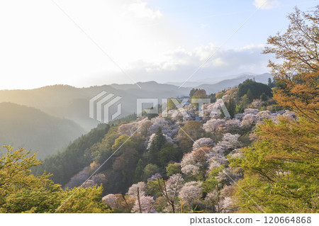 櫻花盛開的世界遺產，清晨的吉野山 120664868