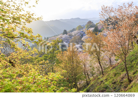 櫻花盛開的世界遺產,清晨的吉野山 櫻花盛開的世界遺產,清晨的吉野山 120664869
