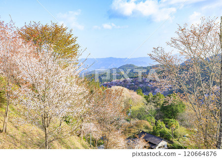 櫻花盛開的世界遺產，清晨的吉野山 120664876